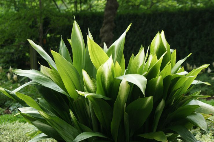 Aspidistra Blume