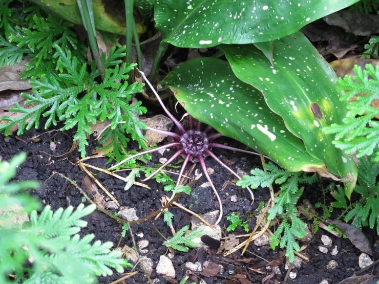 Aspidistra grandiflorum