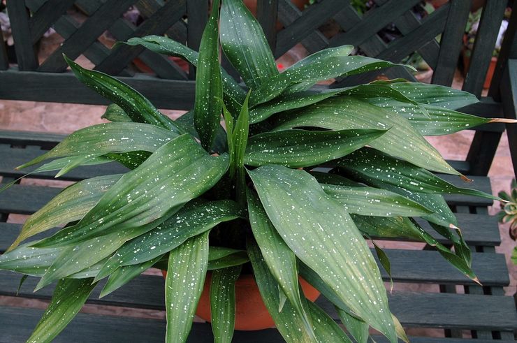 Aspidistra Bima Sakti