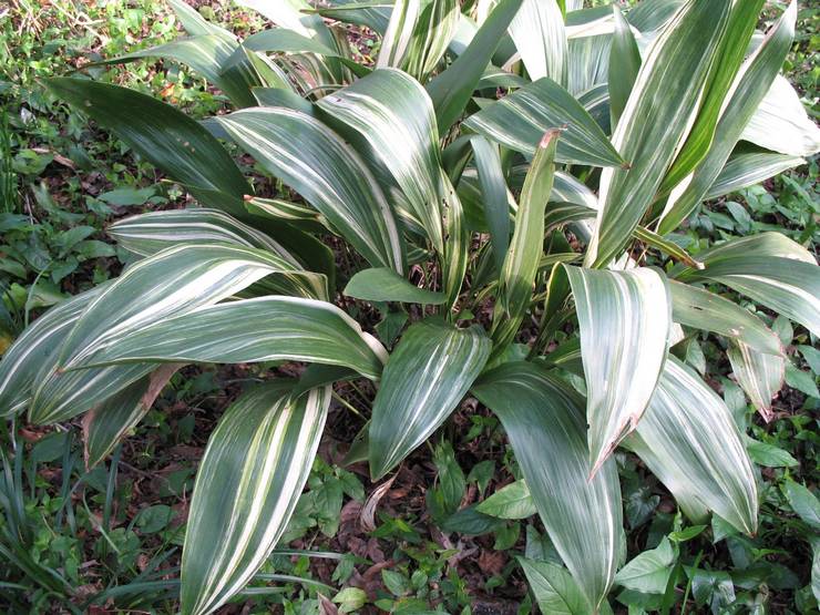 Aspidistra berbeza-beza