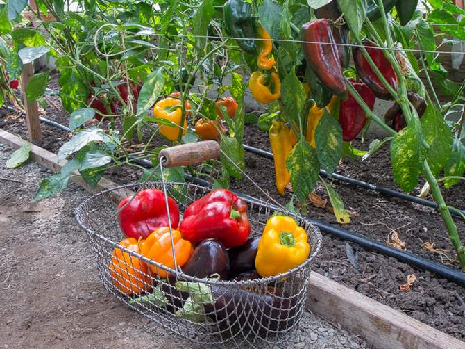 Top dressing av paprika och äggplantor