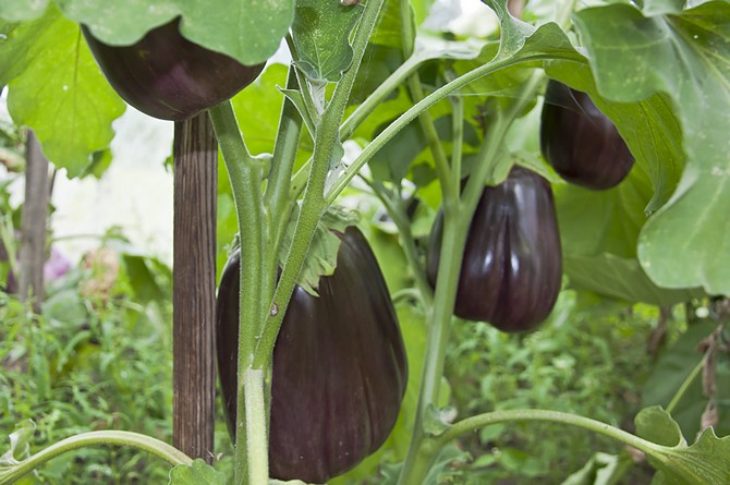 Om äggplantorna har vuxit tillräckligt långa och kraftfulla är det absolut nödvändigt att bilda en buske.