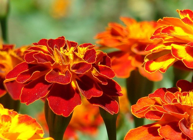 Marigolds melindungi strawberi dengan sempurna dari kumbang