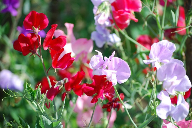 Växten blommar länge och tappar inte sin attraktionskraft.