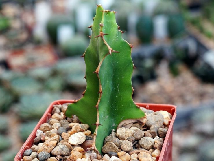 Storhornad spurge