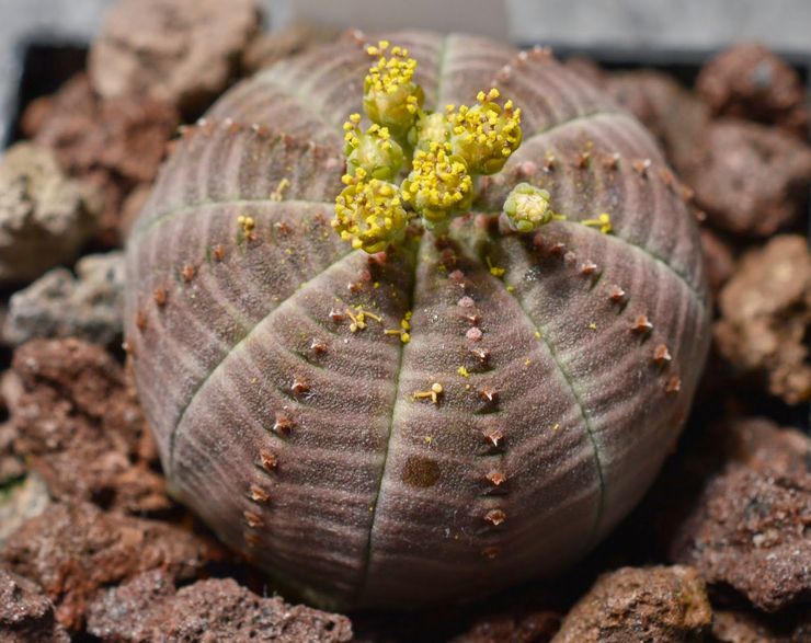 Euphorbia gemuk