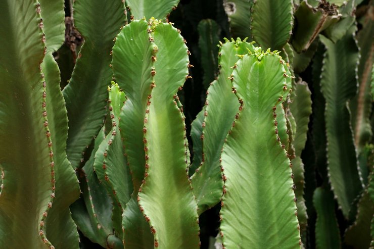 Funktioner av euphorbia