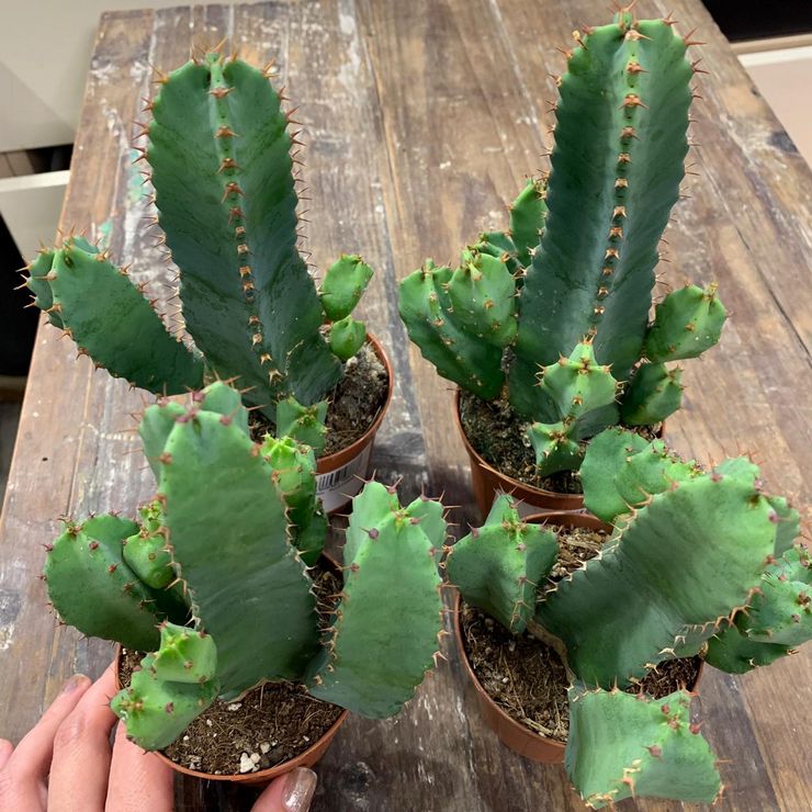 Euphorbia transplantation