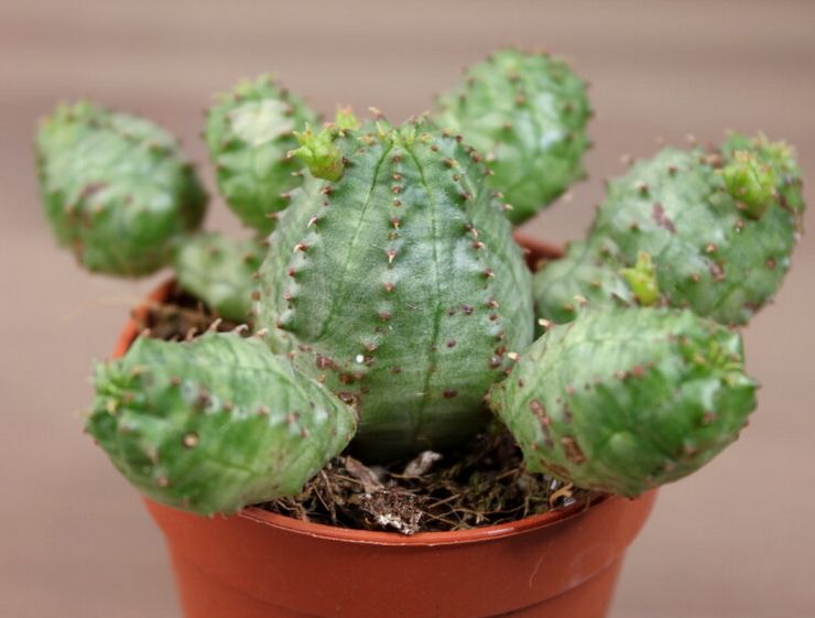 Reproduktion av euphorbia