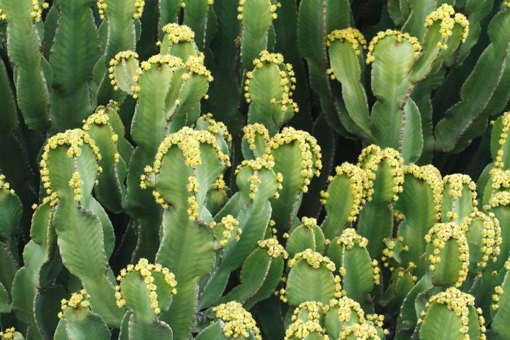 Euphorbia berair