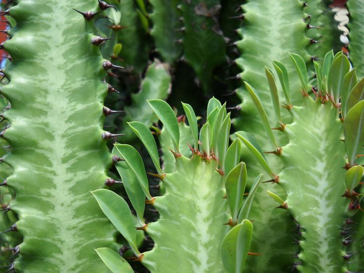 Euphorbia triangulär