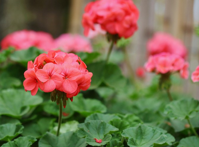 Perlu ditanam pada musim bunga antara tanaman beri dan buah, oleh itu bau geranium akan menakutkan banyak perosak