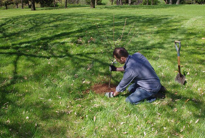 Den beprövade metoden för plantering av päron