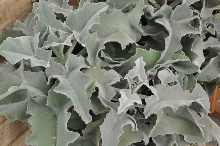 Kalanchoe bekharskoe