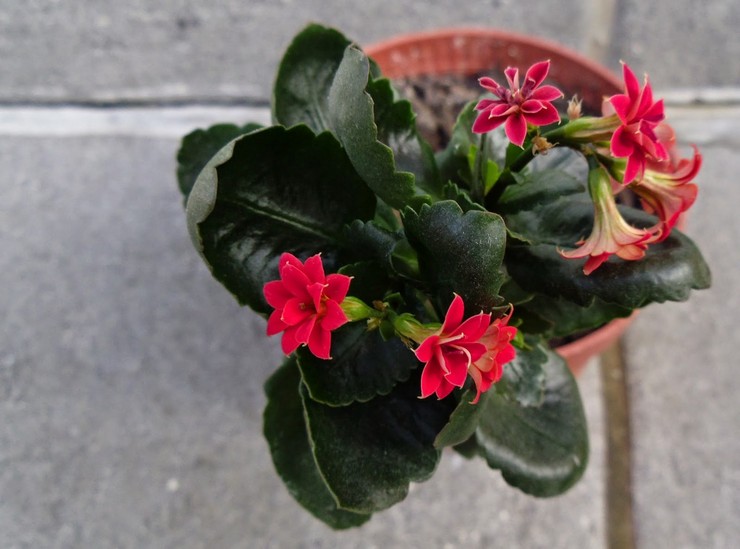 Kalanchoe Blossfeld