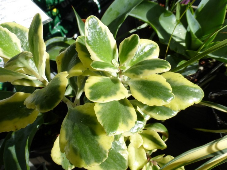 Kalanchoe berapi