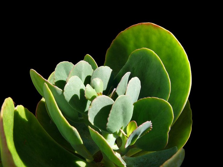 Kalanchoe storblommig