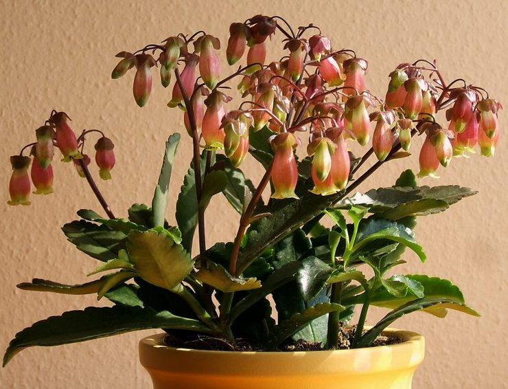 Kalanchoe Mangina