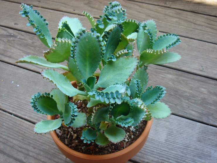 Kalanchoe pinnat