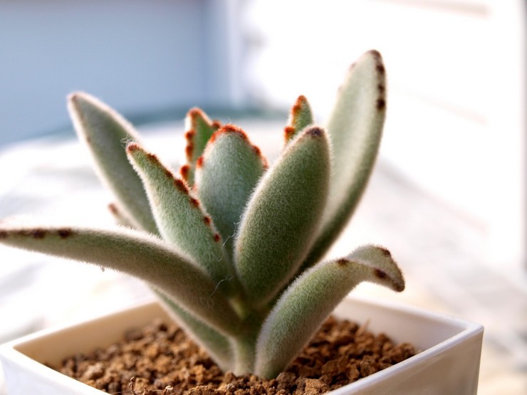 Kalanchoe berasa