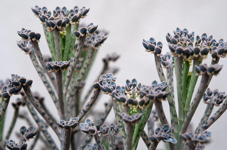 Kalanchoe rörformig