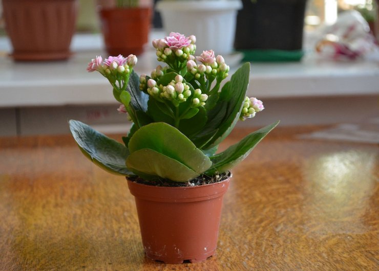 De läkande egenskaperna hos Kalanchoe