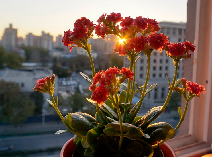 Penjagaan Kalanchoe di rumah