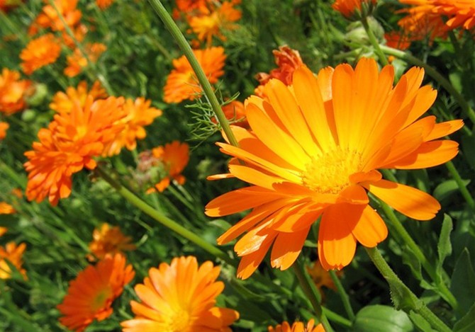 Menanam calendula di sebelah sayur