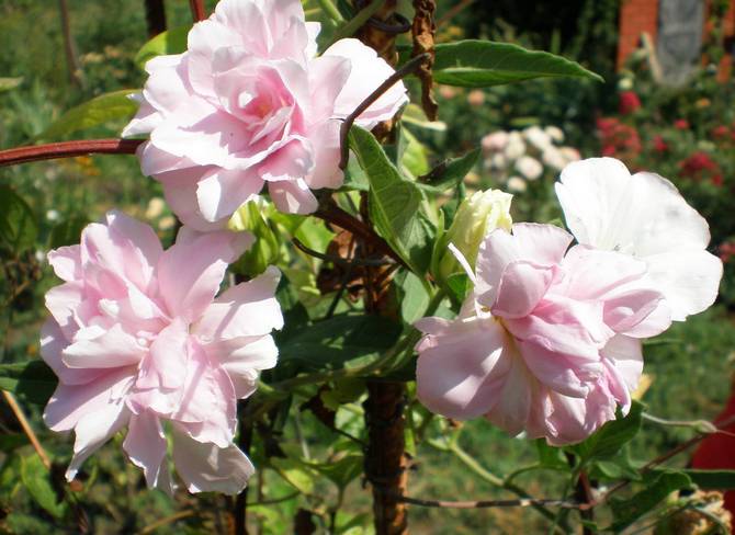 Cara menanam calistegia dengan betul di kebun di negara ini