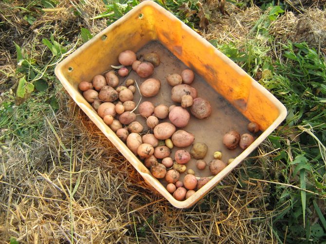 Växande potatis under halm eller mulch