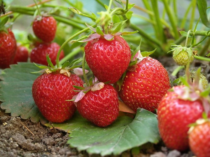 Menanam strawberi (strawberi): masa dan teknologi