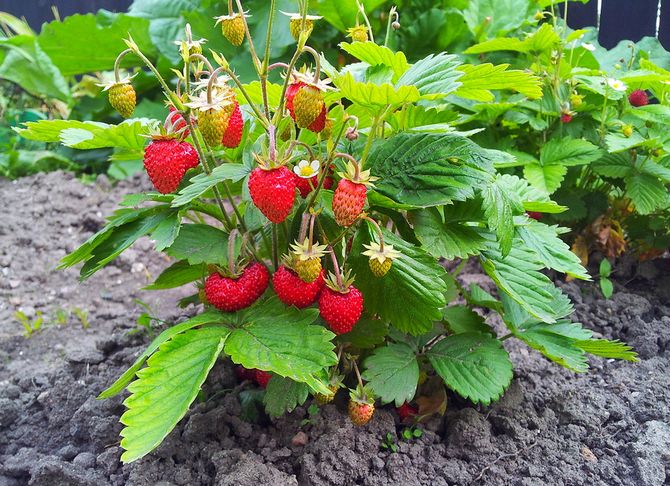 Menanam strawberi di semak bebas