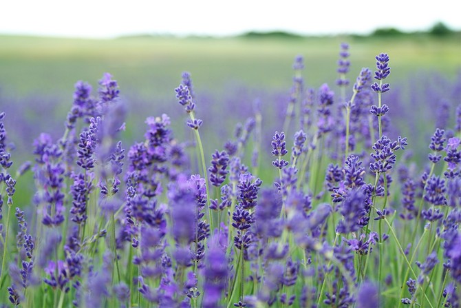 Untuk menjauhkan pakaian bulu dan bulu dari rama-rama, letakkan batang kering atau bunga lavender di almari.