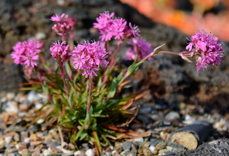 Lychnis alpina