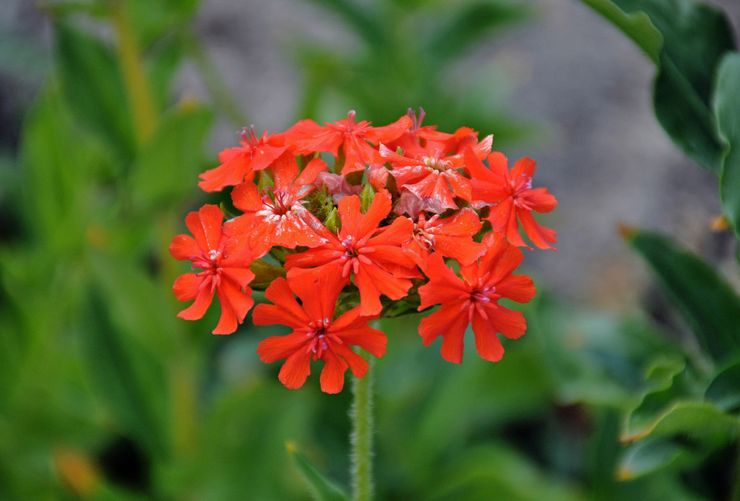 Lychnis chalcedony