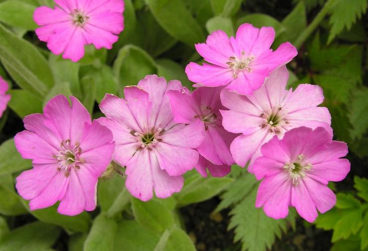 Lychnis Jupiter