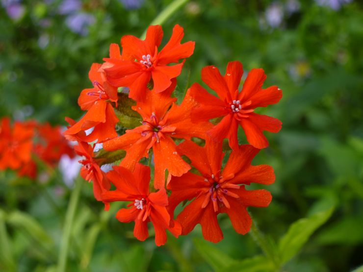 Lychnis berkilau