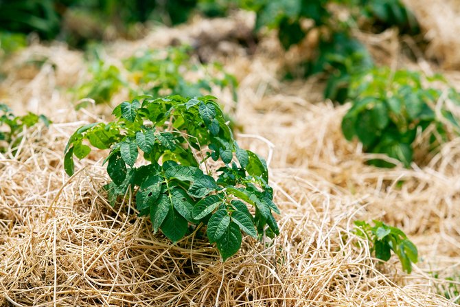 Vi skapar förutsättningar för effektiv mulching