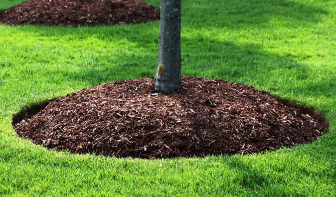 Plantering av fruktträd följt av mulch