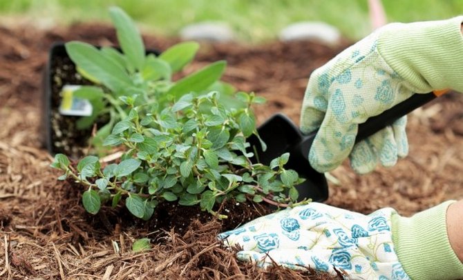 Rätt mulching: hur och när man ska mulka jorden