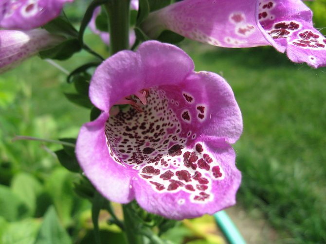 stora blommor dekorerar trädgården positivt och är också utmärkta honungsväxter och fungerar som råvaror i läkemedel