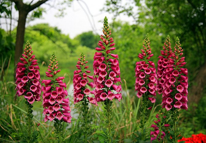 Digitalis atau digitalis. Berkembang dan menjaga. Penyebaran benih