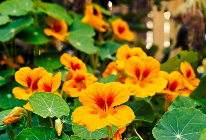 Bunga nasturtium tidak hanya mempunyai aroma yang menyenangkan, tetapi juga melawan pengurangan perosak kebun