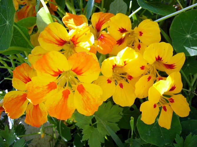 Nasturtium. Bunga di kebun. Berkembang dan menjaga