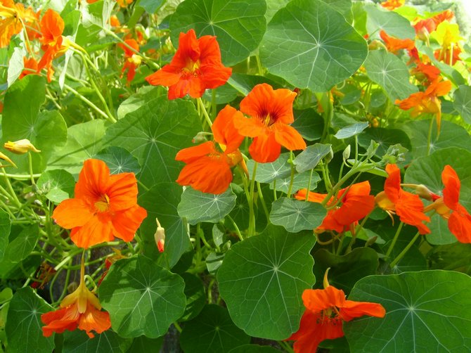 Tips och tricks för hur man planterar nasturtium trädgård blommor korrekt