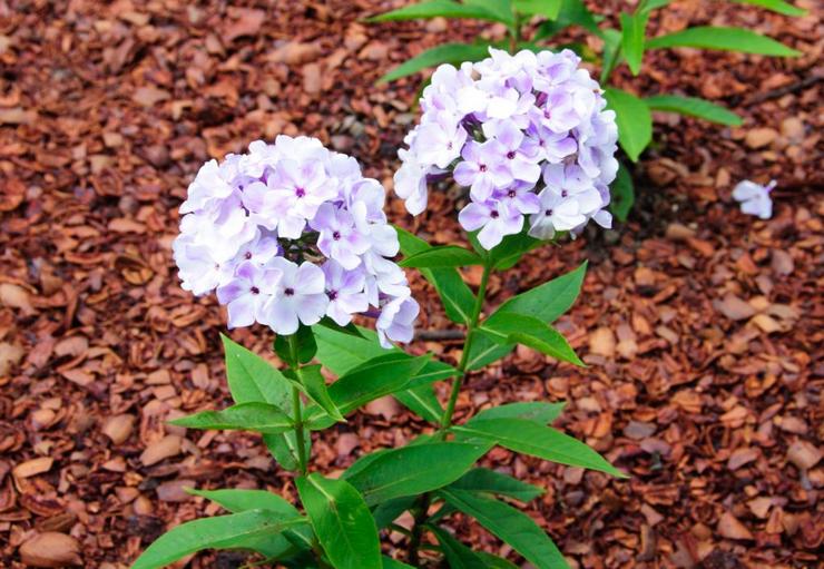 Plantering och vård av flerårig flox