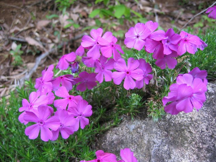 Plantering och vård av årlig flox