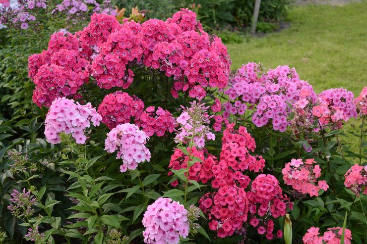 Merawat phlox tahunan