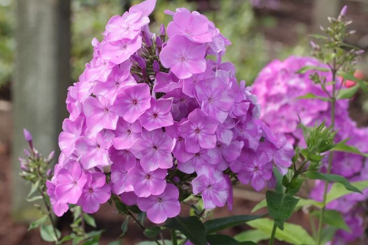 Penerangan mengenai phlox