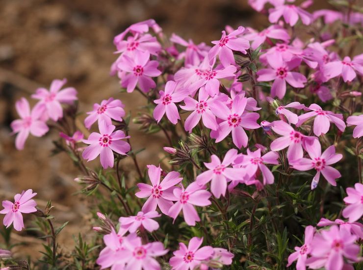 Sublate Phlox